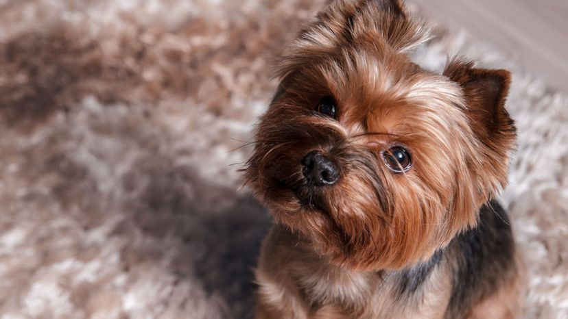Only Top Dogs Can Ace This Small Breeds Screenshot Quiz!