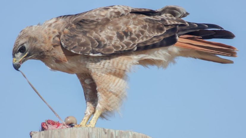 Red-Tail hawk