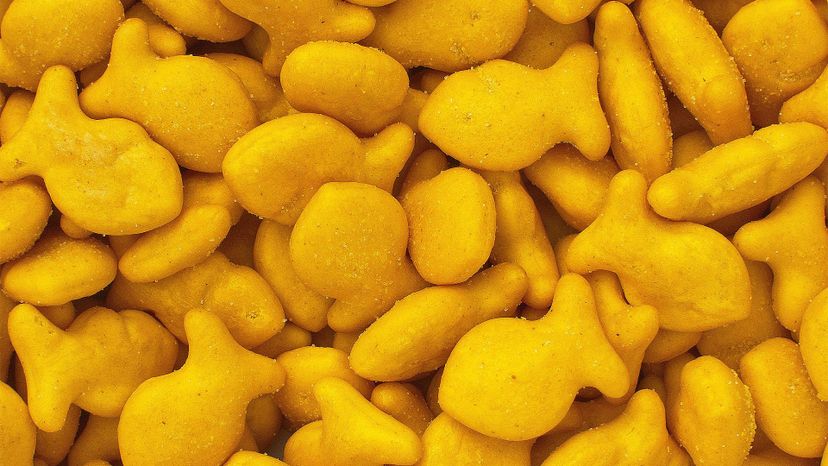 Goldfish