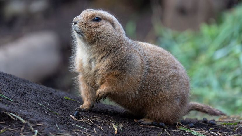 Prairie dog