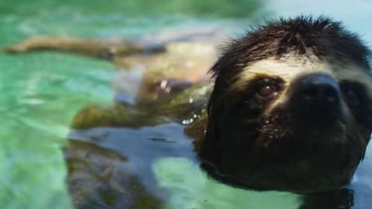 Can You Identify These Land Animals While They're Swimming?