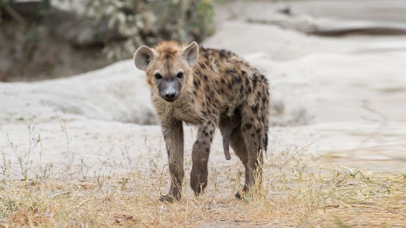 Hyena