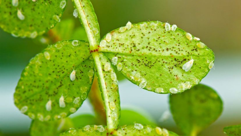 Whiteflies