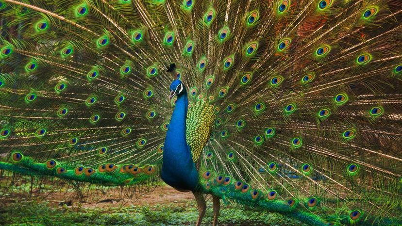 Indian peafowl