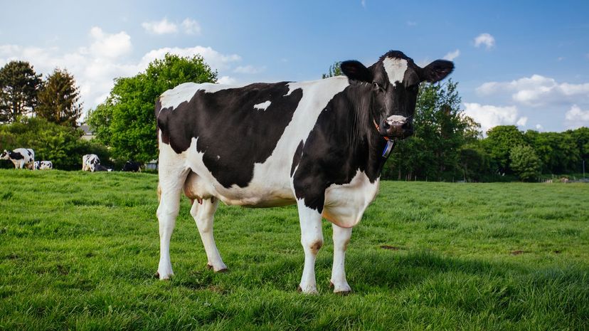 Cow