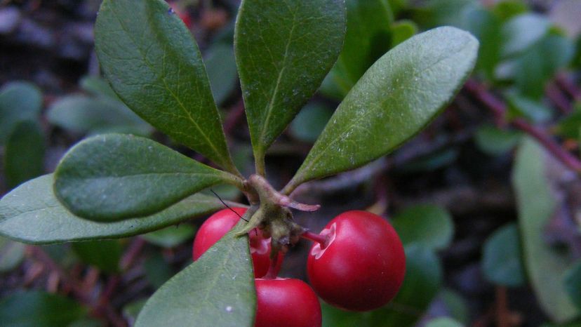 Bearberry