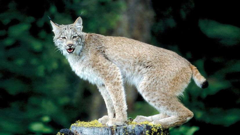 Canada Lynx