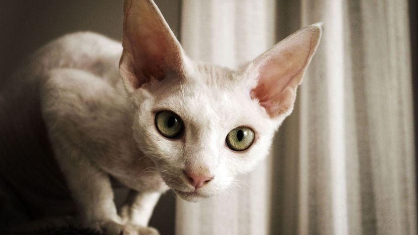 Devon Rex