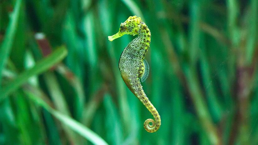 Seahorse