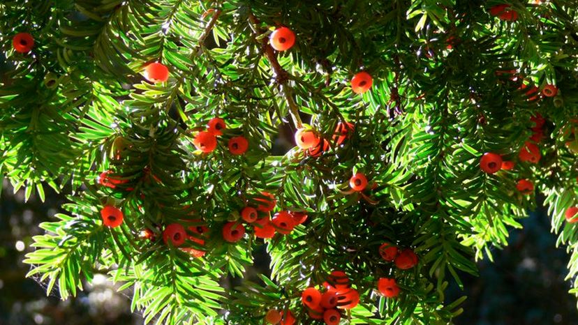 English Yew (taxus baccata)