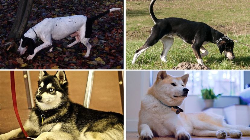 Name different breeds of 2024 dogs