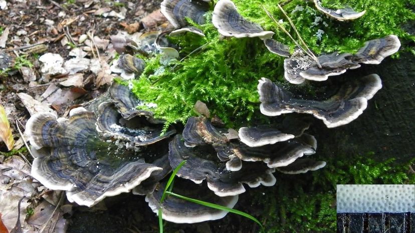 Turkey_tail_-_Trametes_versicolor