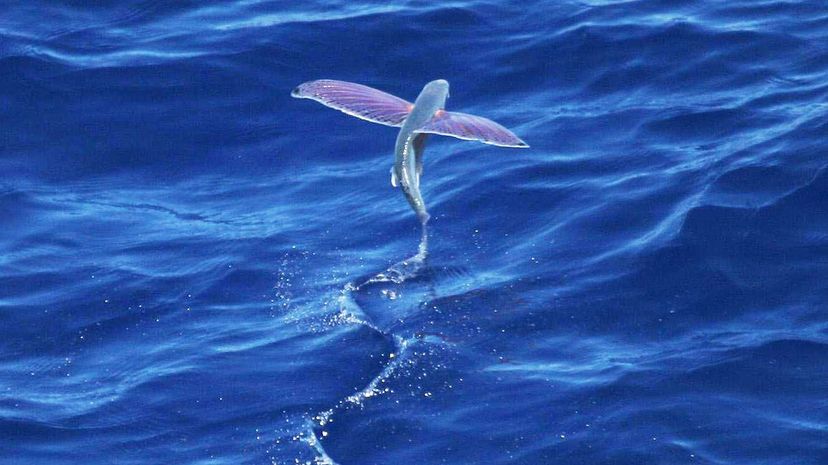 Flying fish