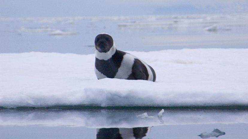 Ribbon Seal