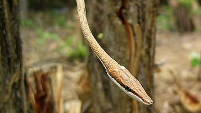 Mexican vine snake