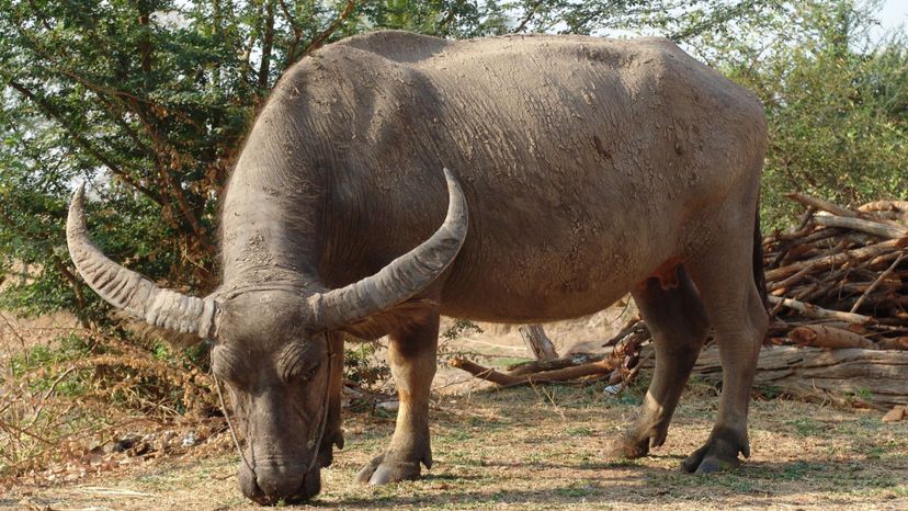 Water buffalo