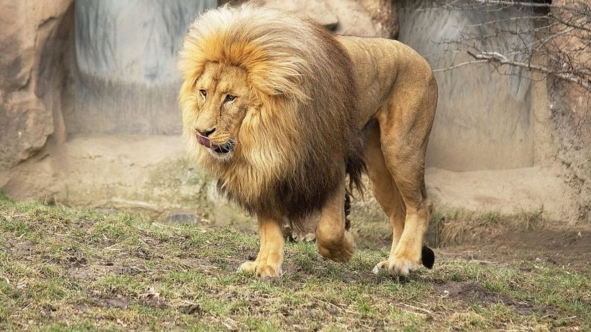 Southern African lion