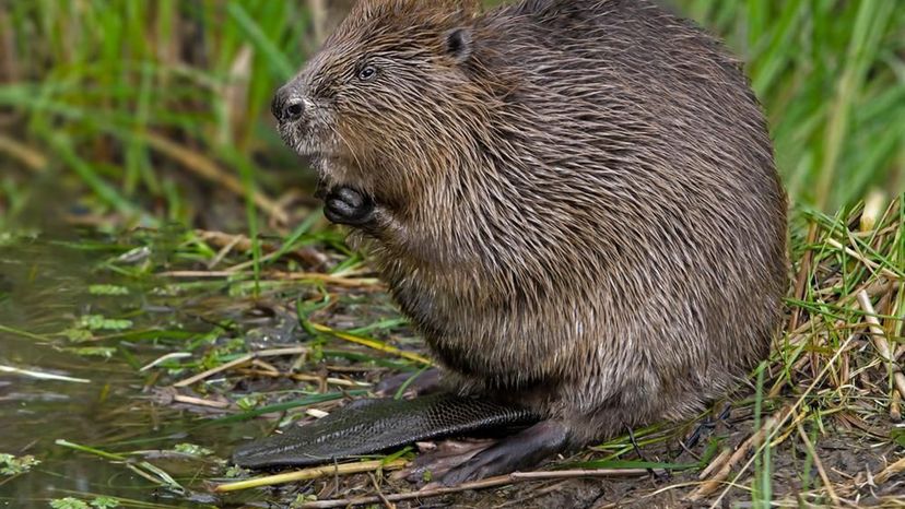 Beaver