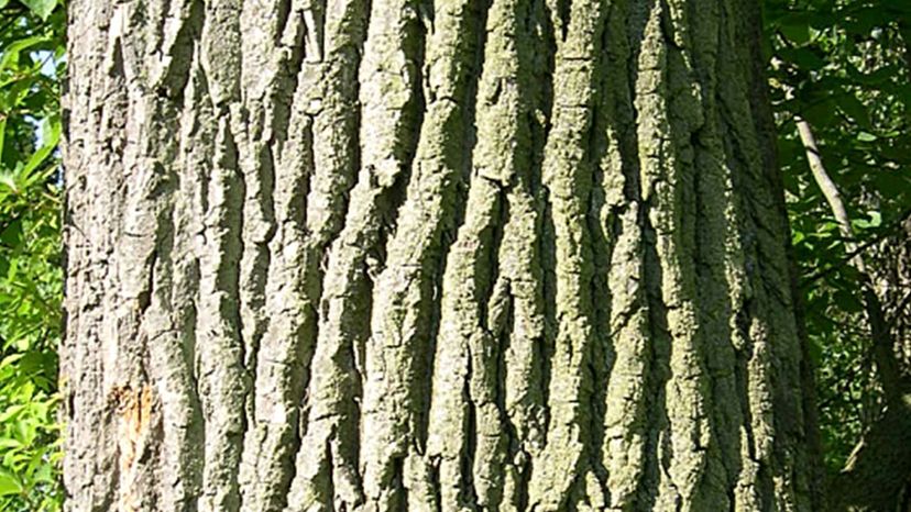 Eastern Cottonwood