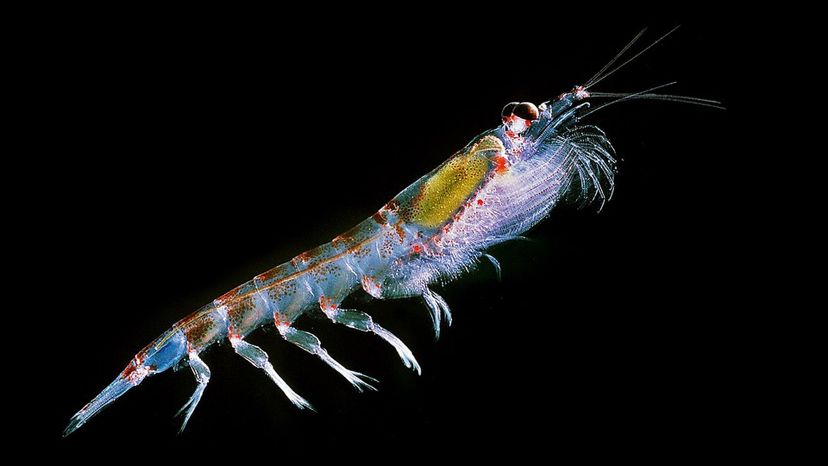 Krill