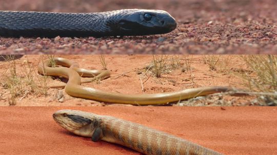 How Much Do You Know About Venomous Snakes?