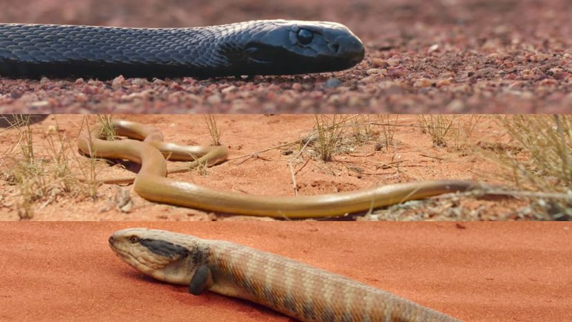 How Much Do You Know About Venomous Snakes?
