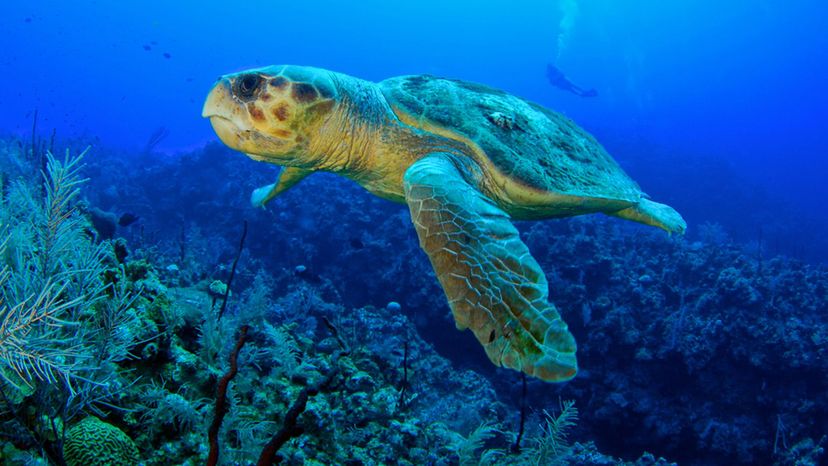 Loggerhead Turtle