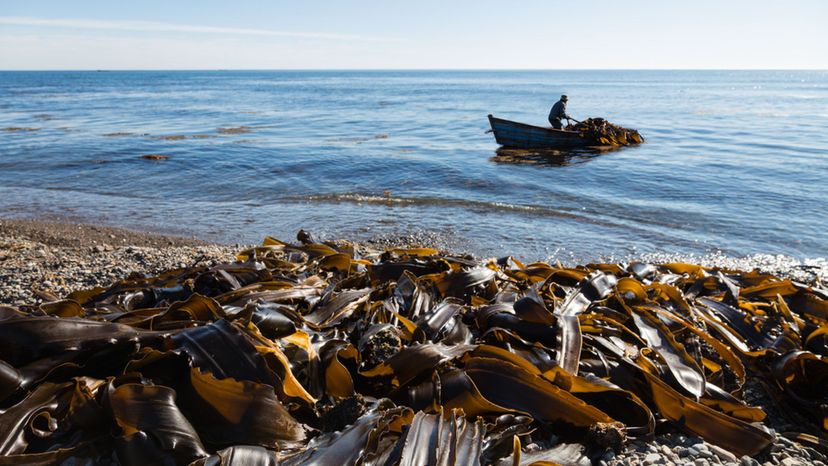 Harvesting Seaweed