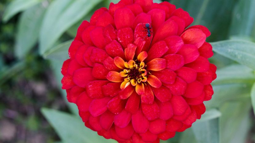 Zinnia