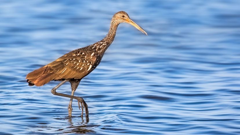 Limpkin