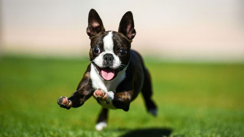 Boston Terrier