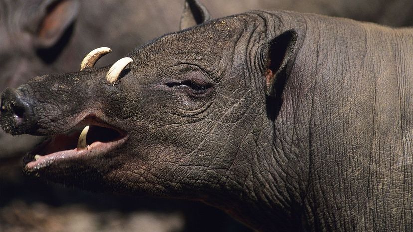 Babirusa