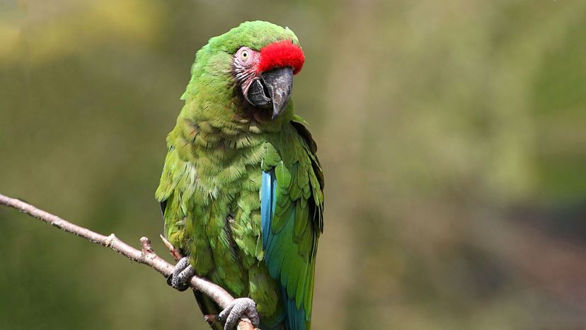 Military Macaw