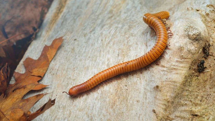 Desert Millipede