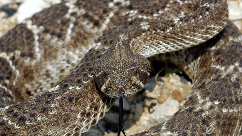 Back Rattlesnake