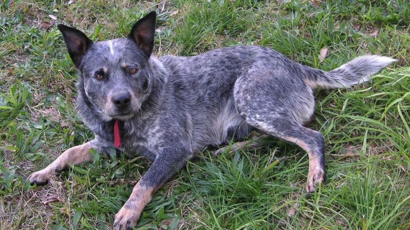 Cattle dog