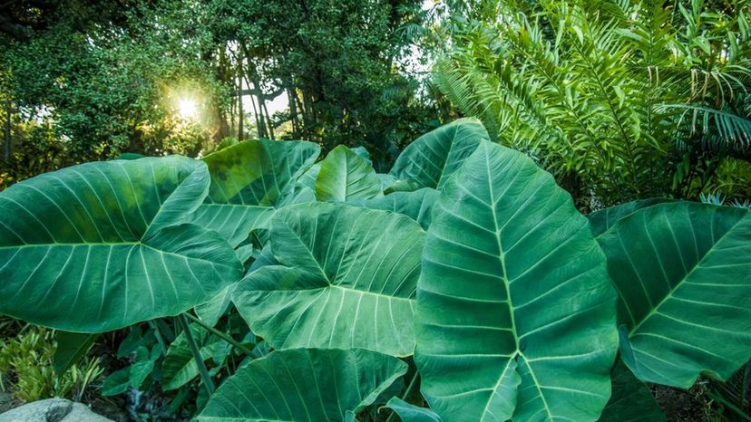 ELEPHANT EAR