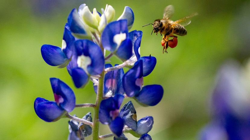 Bluebonnet