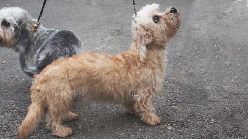 Dandie Dinmont Terrier