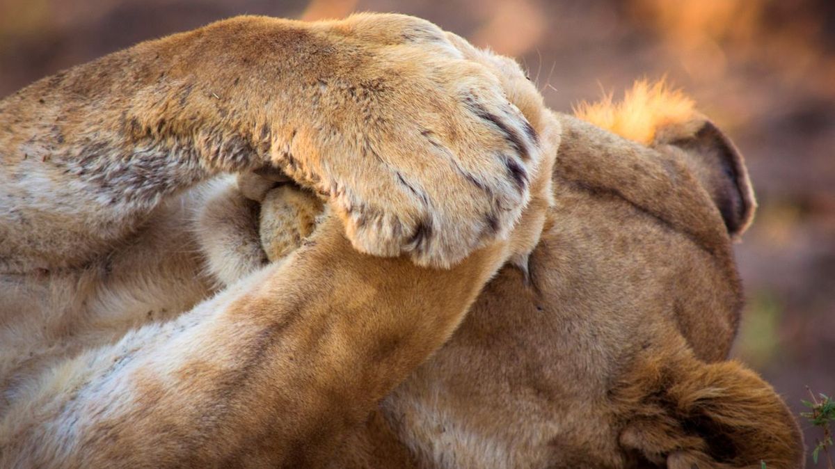 Can We Guess What Animal You Are When You Are Embarrassed HowStuffWorks