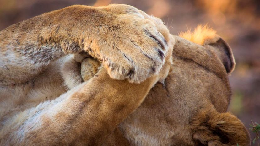 Can We Guess What Animal You Are When You Are Embarrassed?