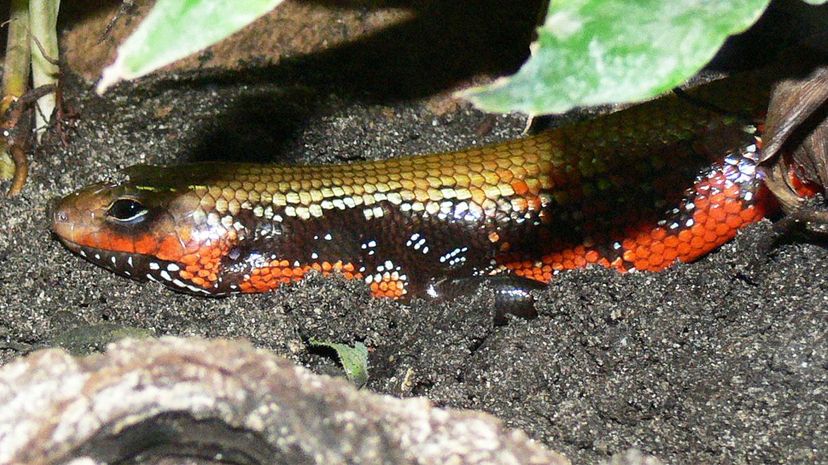 Fire Skink