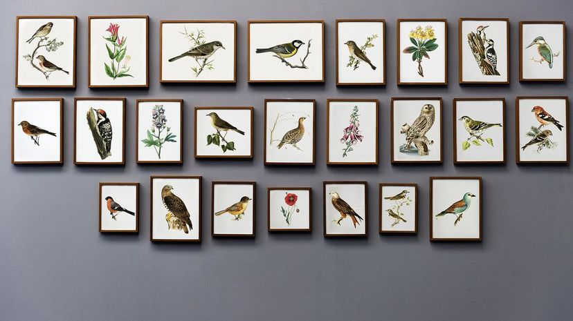 Birds Wall Art