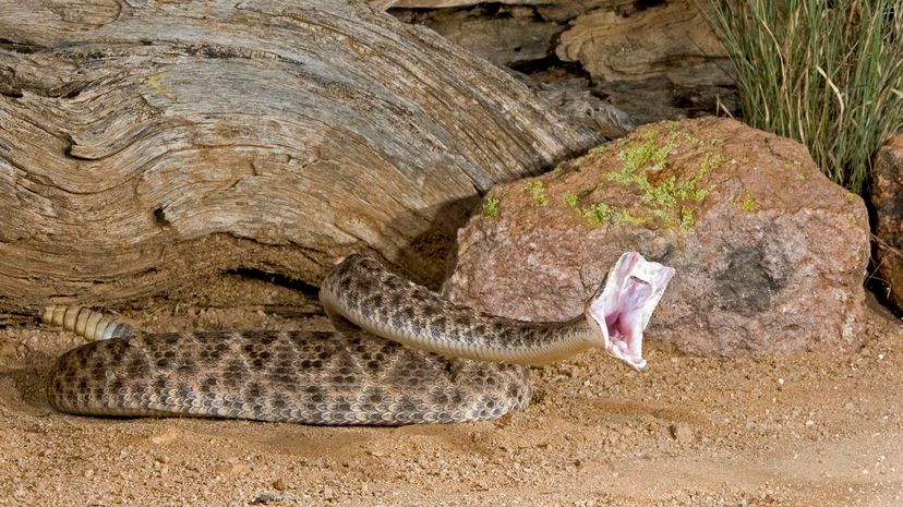 19 Diamondback rattlesnake mouth open