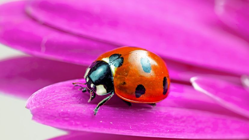 Ladybug