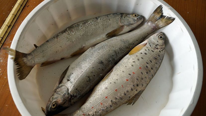 Ohrid Trout
