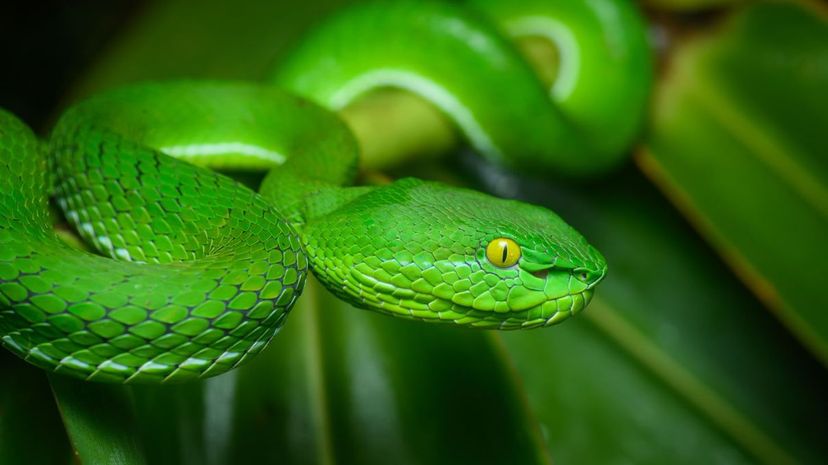 Pit Viper