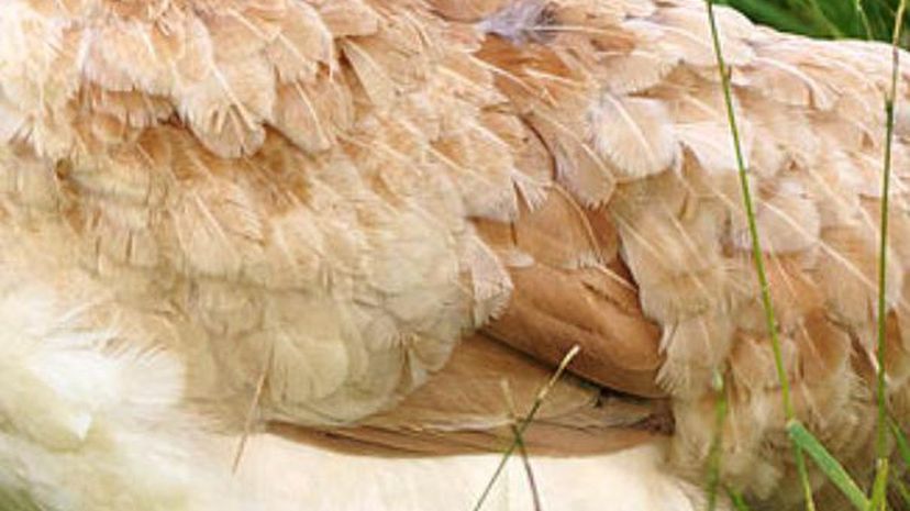Chicken feathers