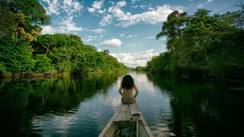 Amazon forest