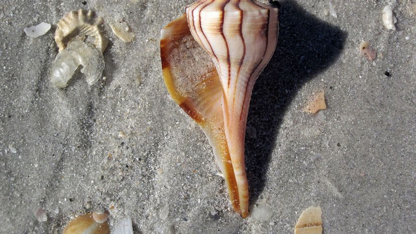 Busycon Whelk